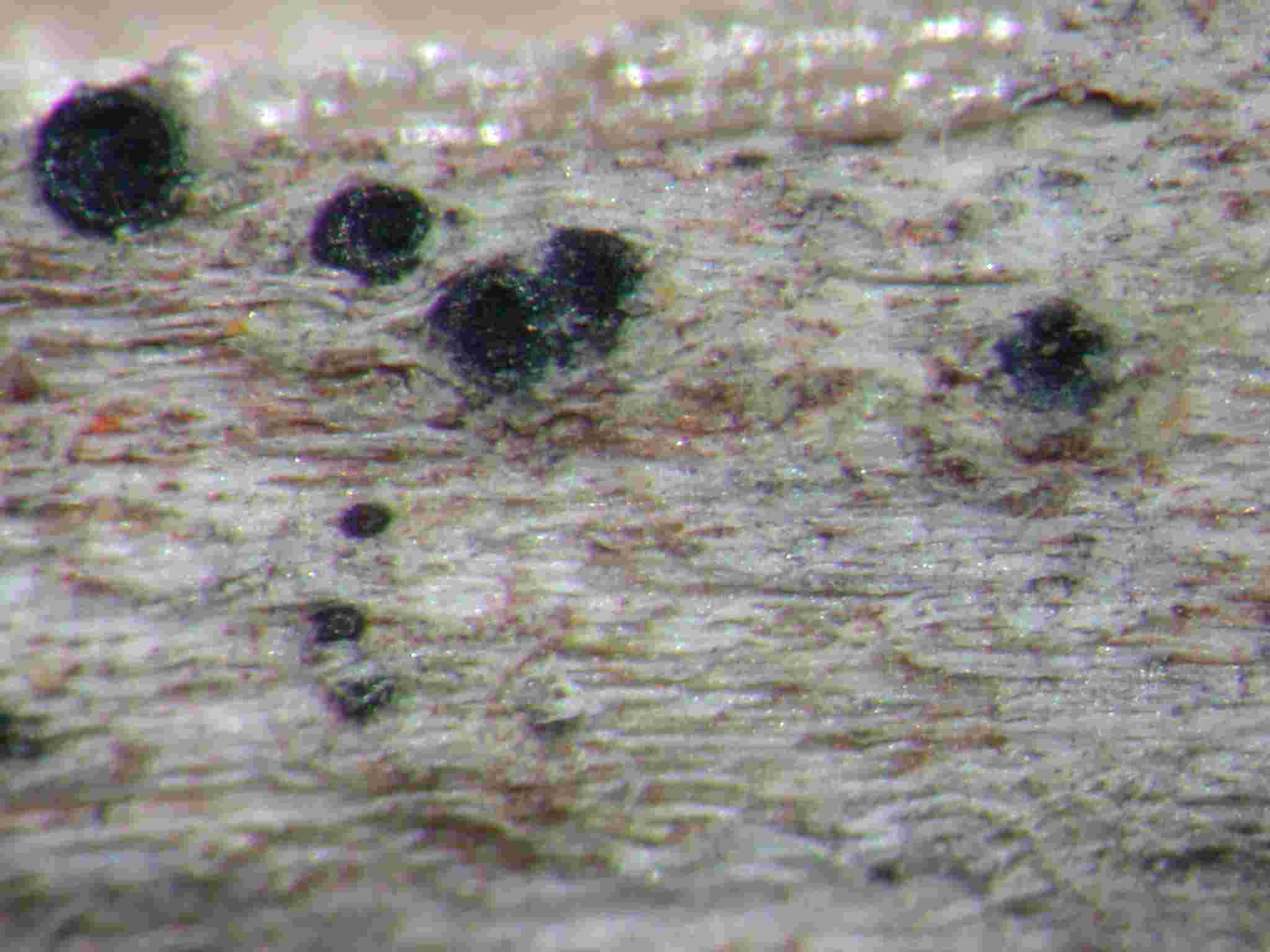 [Orcularia insperata]